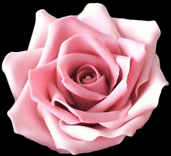 Large light pink pink sugar rose